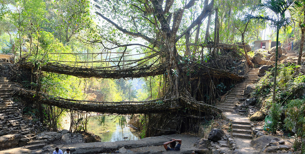 Living root bridge à Cherrapunji, Inde