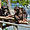 Des chimpanzés au zoo de la Palmyre