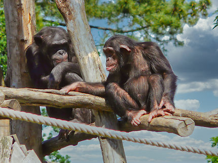 Des chimpanzés au zoo de la Palmyre