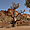 Baobab près de la falaise de Bandiagara