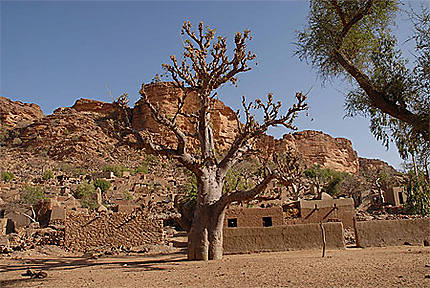 Baobab près de la falaise de Bandiagara