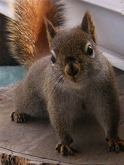 L'écureuil brun du Canada