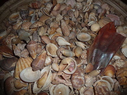 Coquillages du Sénégal