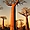 Allée des Baobabs, Monrondava