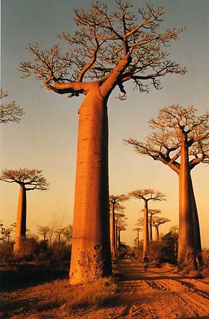 Allée des Baobabs, Monrondava