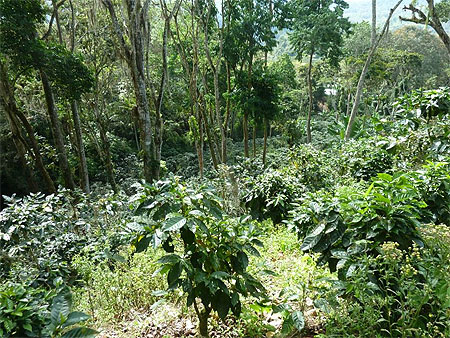 Plantation de café Plantation de café