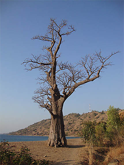 Baobab sur la plage