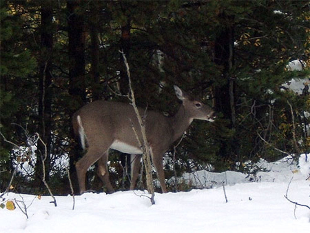 Biche dans la neige