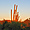 Saguaro sunset