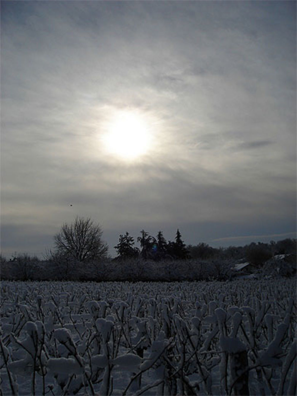 Vignes enneigées