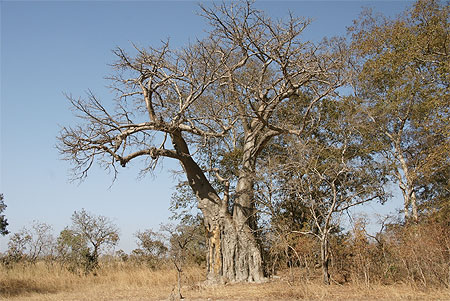 Baobab Baobab