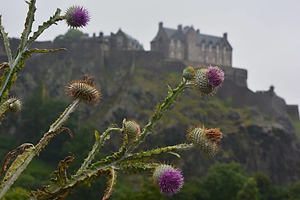 Le chardon, symbole de l'Écosse, devant le château