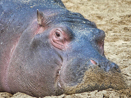 Un hippopotame au zoo de la Palmyre
