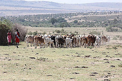 Masais et leur troupeau de vaches, chèvres et moutons
