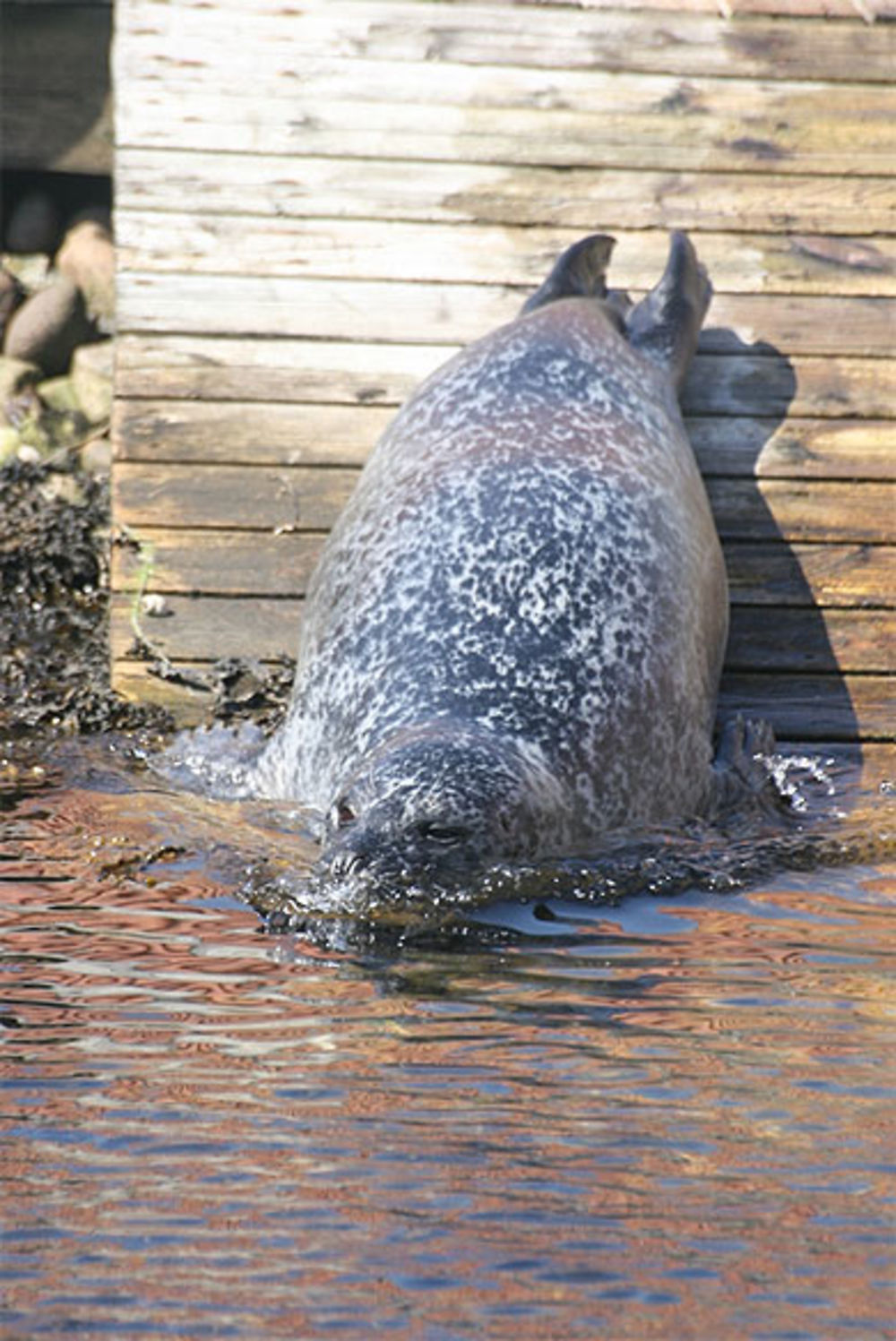 Entrée dans l'eau