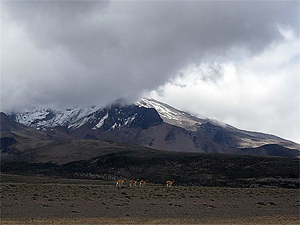 Vigognes prés du Chimborazo