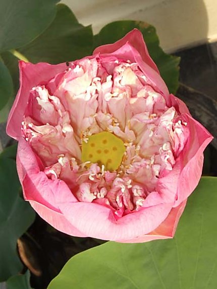 Fleur de lotus à peine éclose