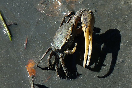 Le crabe violoniste de la mangrove des Salines