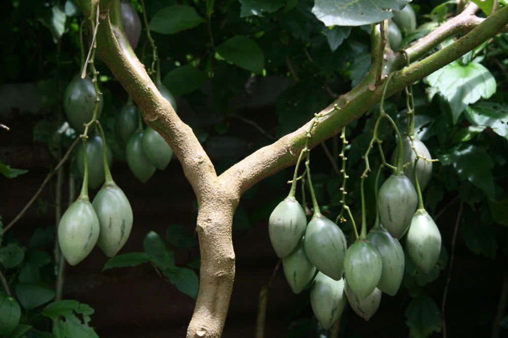 Tomates arbustes