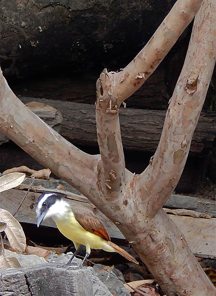 Ometepe - Autour d'Altagracia 