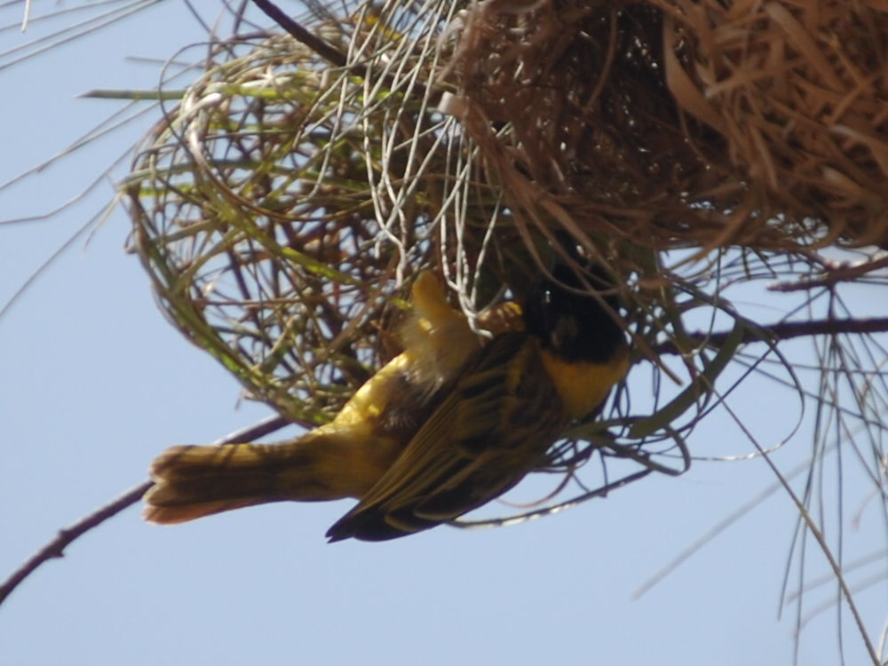 Construction du nid de tisserins