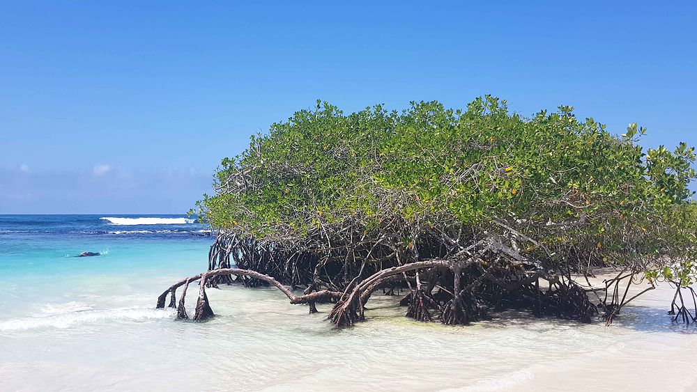 Tortuga Bay Galapagos 