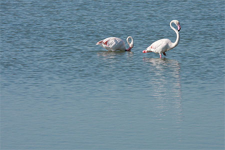 Flamants roses