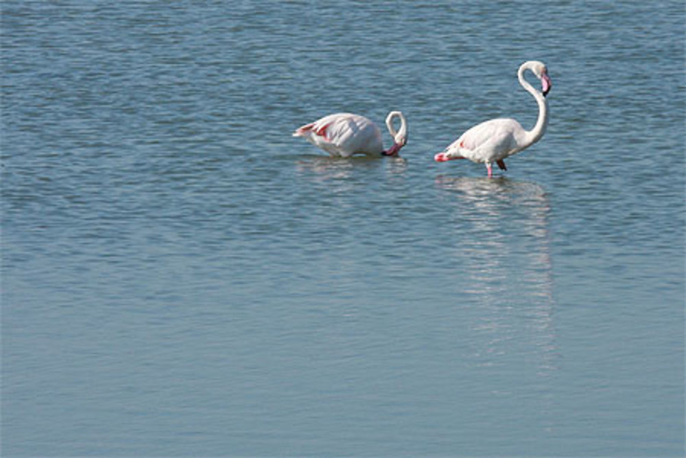 Flamants roses