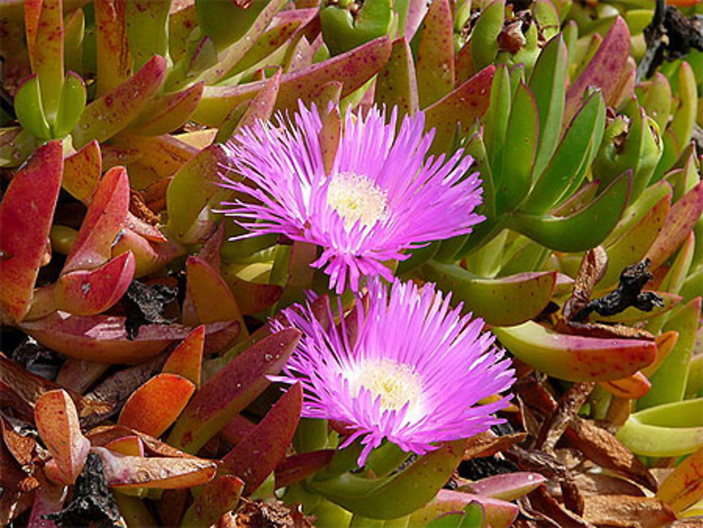 Fleurs méditerranéennes