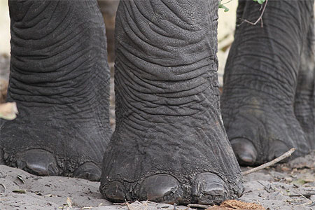 Pattes d'éléphant Pattes d'éléphant