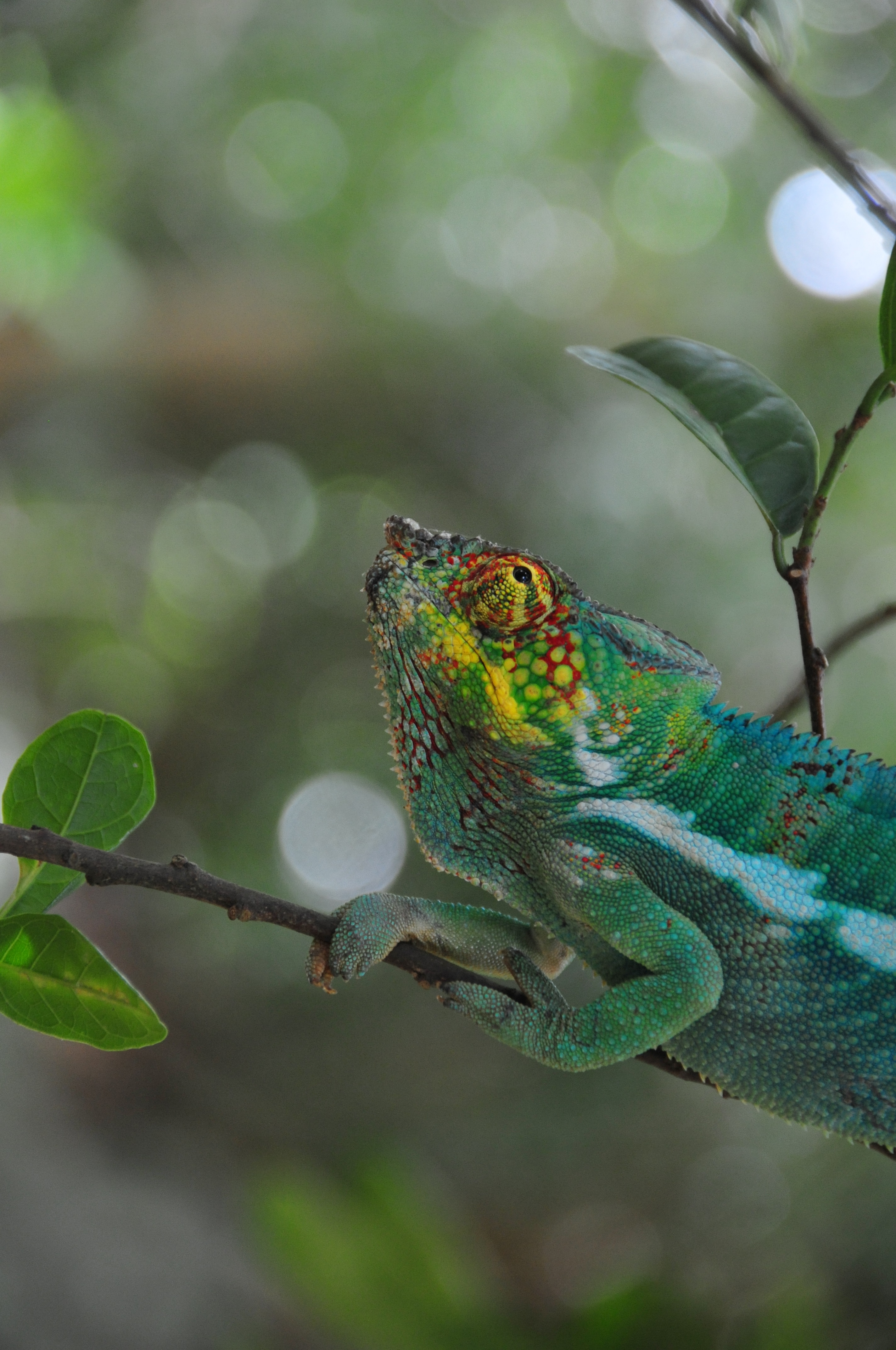 Caméléon - Nosy Komba Caméléon - Nosy Komba