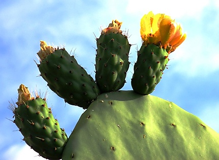 Fleur de cactus jaune