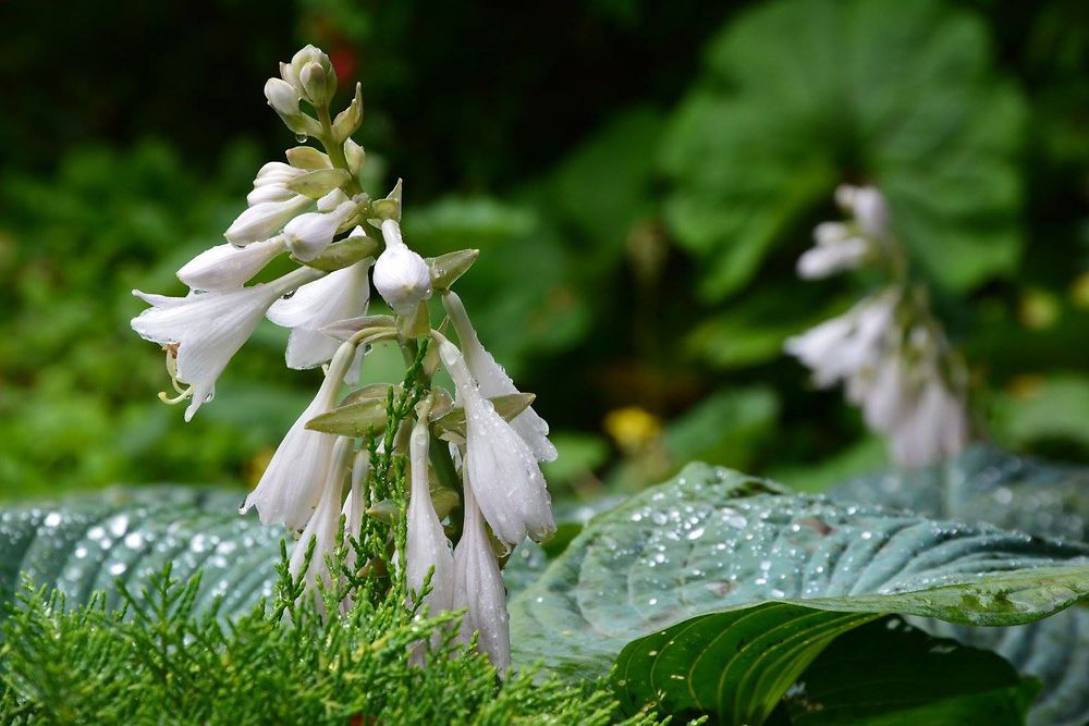 Dans les jardins du Palais de Holyrood, Edimbourg