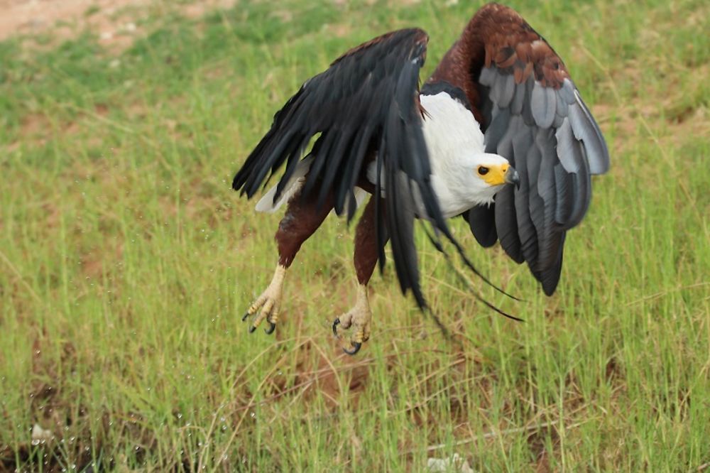 L'aigle vocifère en action