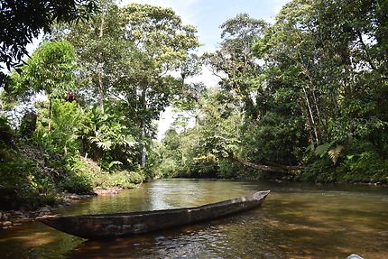 En immersion dans la forêt amazonienne