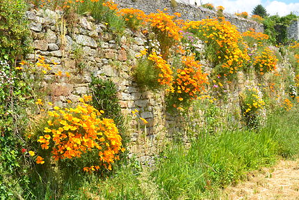 Les murs fleuris de Pont Croix