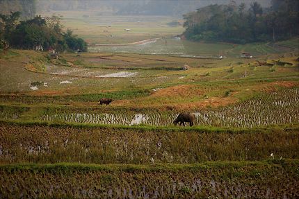 Les rizières de Sulawesi, Indonésie