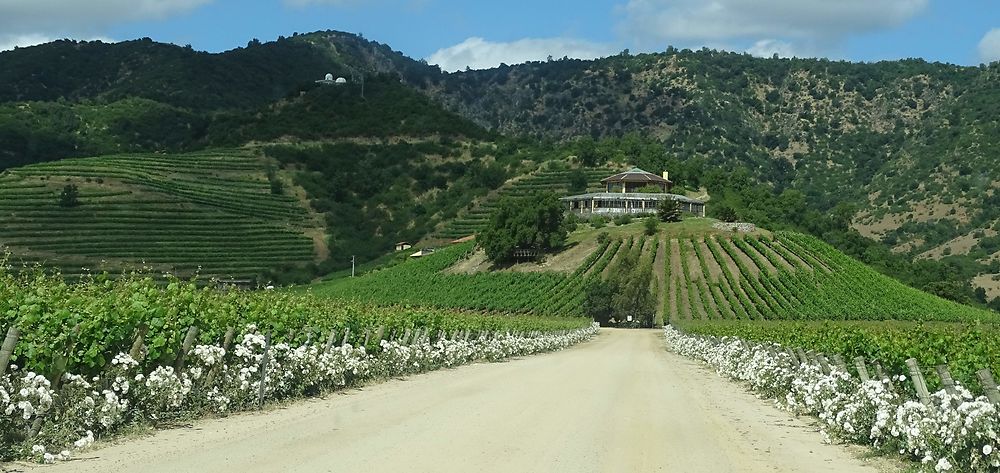 Belle ferme vignoble