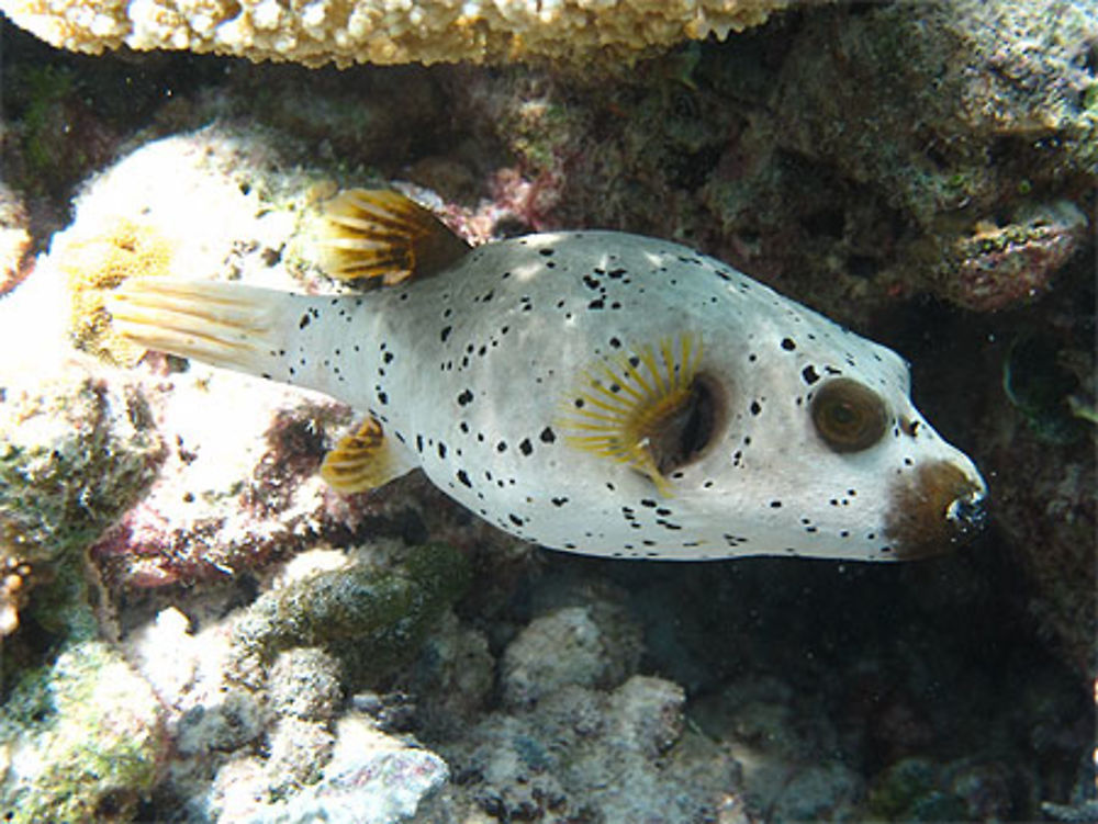 Poisson ballon à taches noires