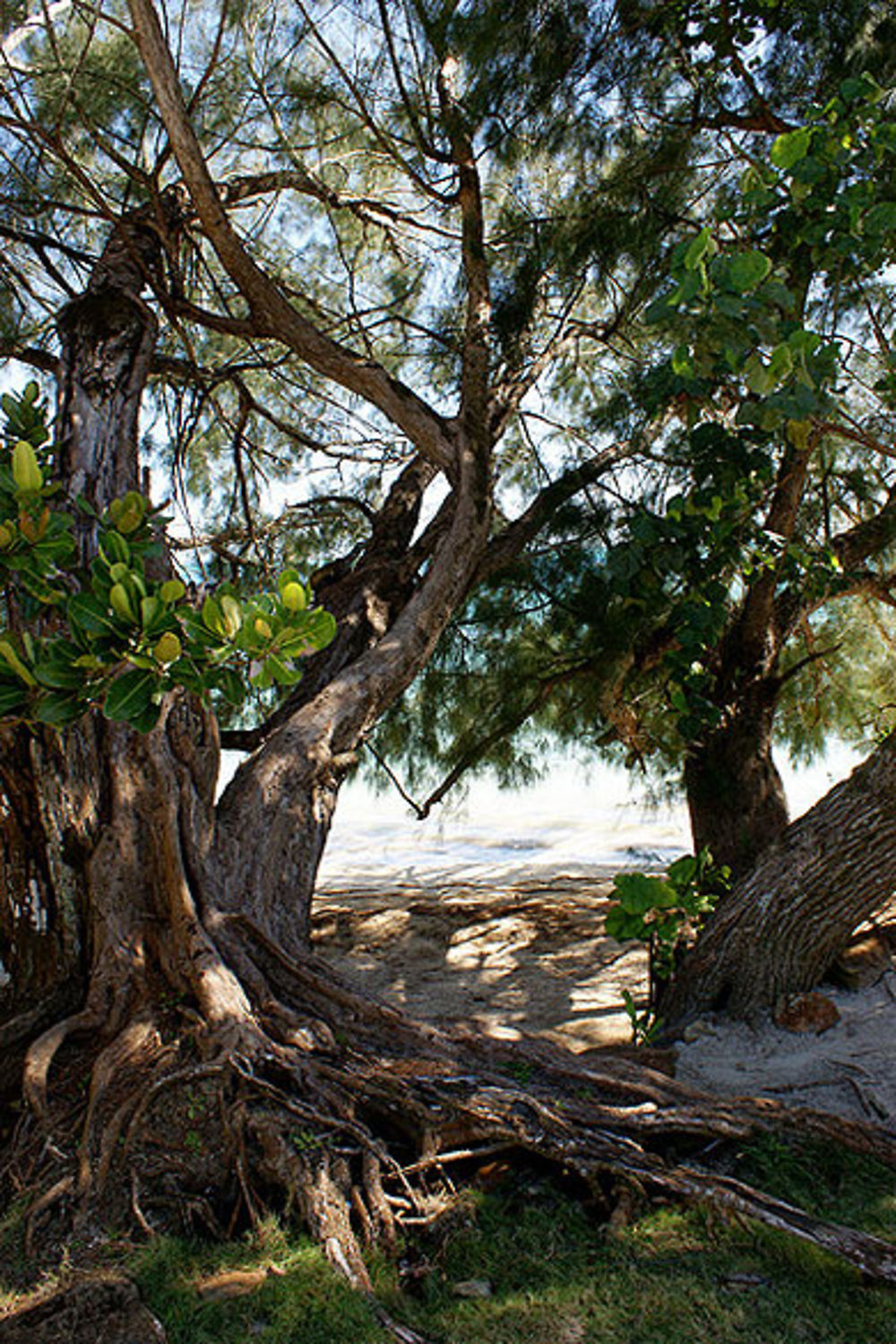 Aïto ou arbre de fer