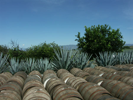 Tequila - Agave bleu