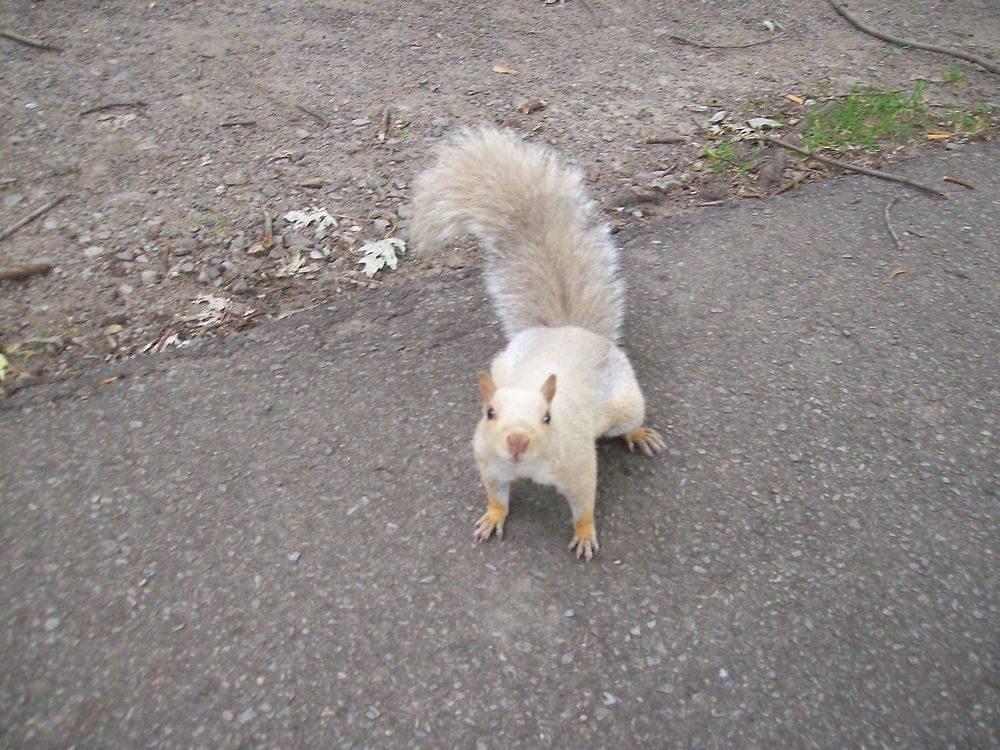 Écureuil albinos au Parc La Fontaine