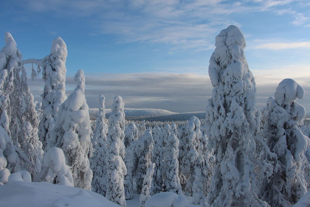 Point de vue sur forêts enneigées à Livaara Hill