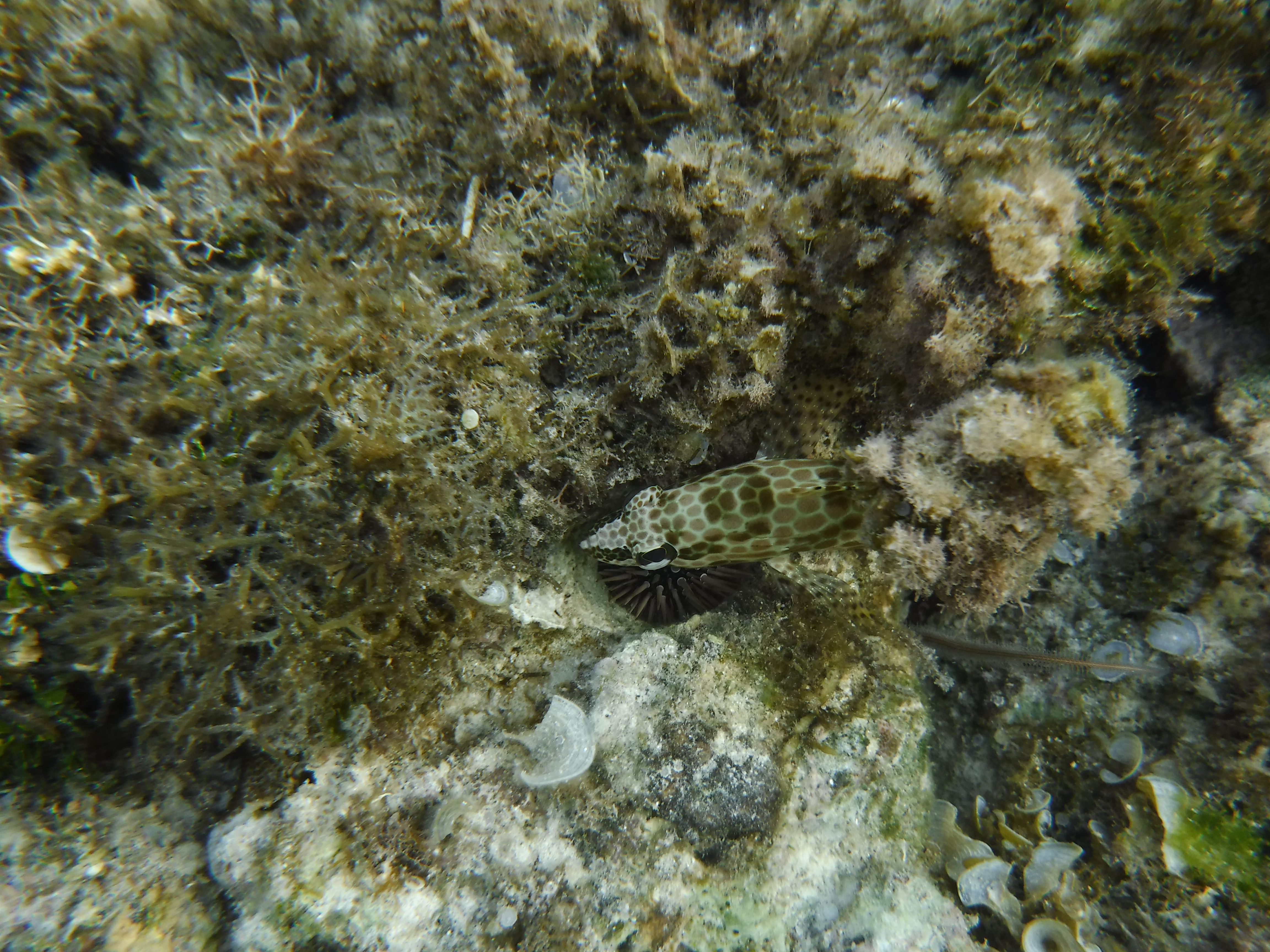 Camouflage Camouflage