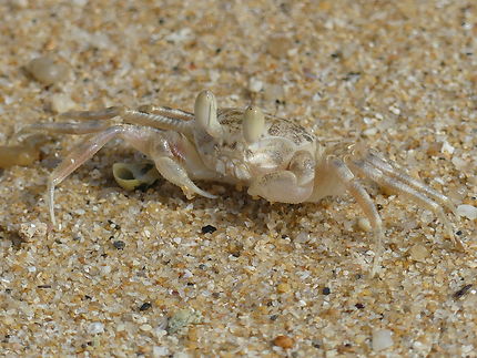 Crabe sur la plage de Rawai Beach, Thaïlande