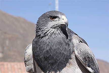 øverste hak definitive Slået lastbil Aigle royal : Oiseaux : Animaux : Cañon del Río Colca : Pérou : Routard.com
