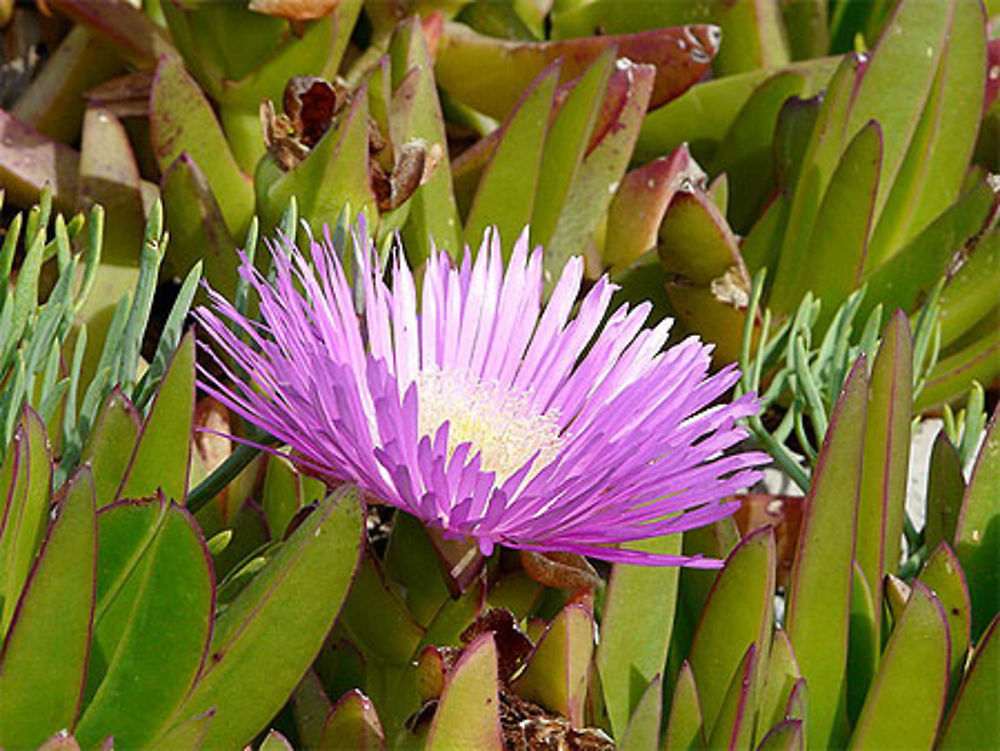 Fleur méditerranéenne