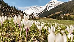 Toutes les couleurs du printemps