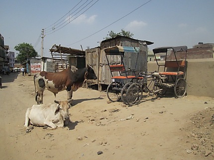 Vaches regardant les cyclos pousse