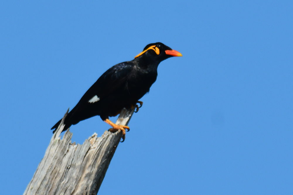 L'oiseau qui parle